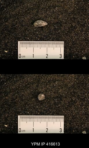 Meekospira peracuta