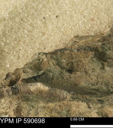 undet. Bivalvia