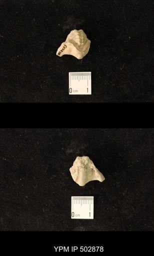 Pharkidonotus sp.