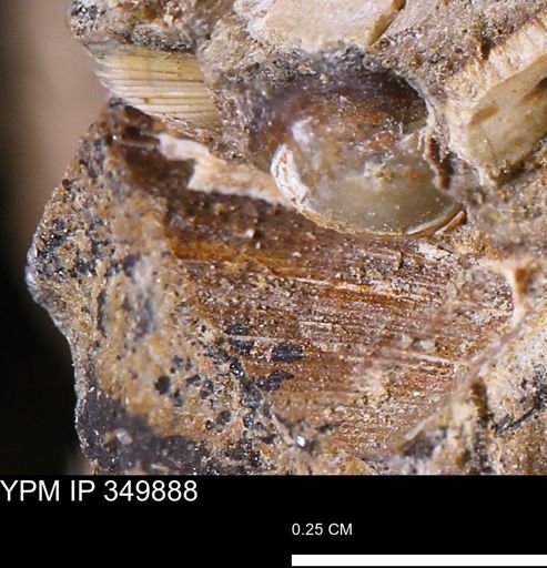 undet. Bivalvia