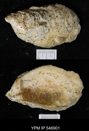 Ostrea virginiana