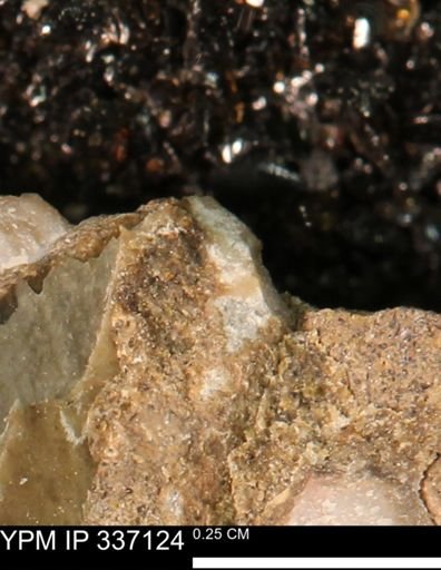undet. Mollusca