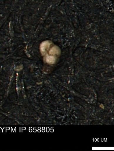 Verneuilinoides kansasensis