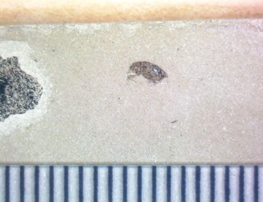 undet. Coleoptera