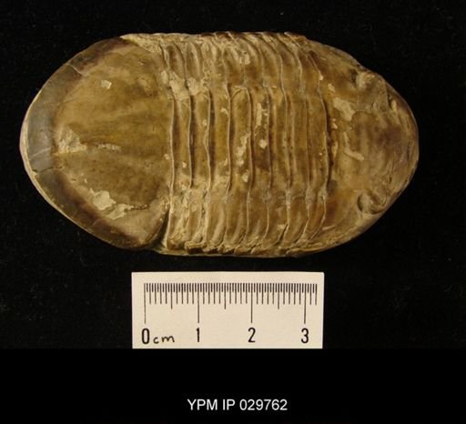 Isotelus gigas