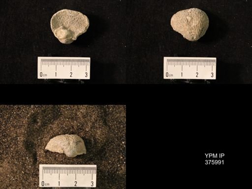 Pustula nebrascensis