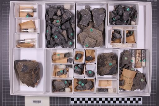 mixed taxa, stratigraphic collection