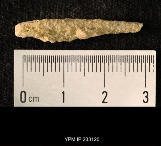Archaeocidaris sp.
