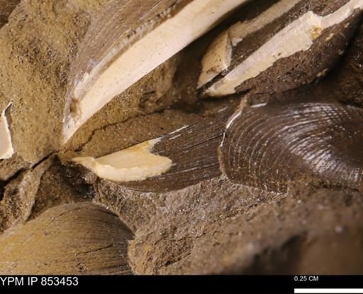 Limopsis striatopunctatus