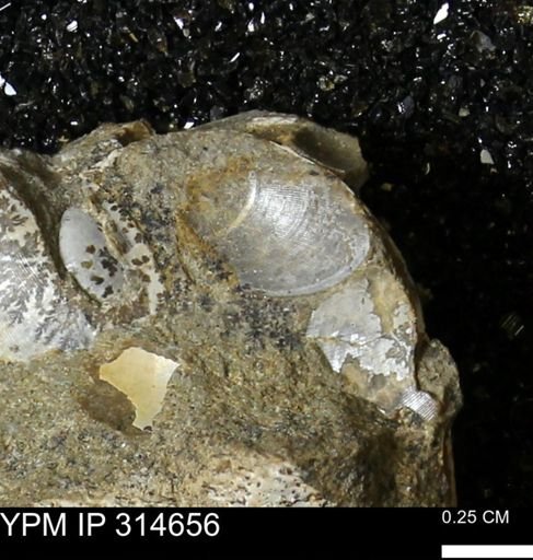 Crenella elegantula