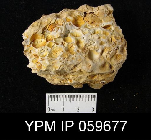 Anoplia sp.