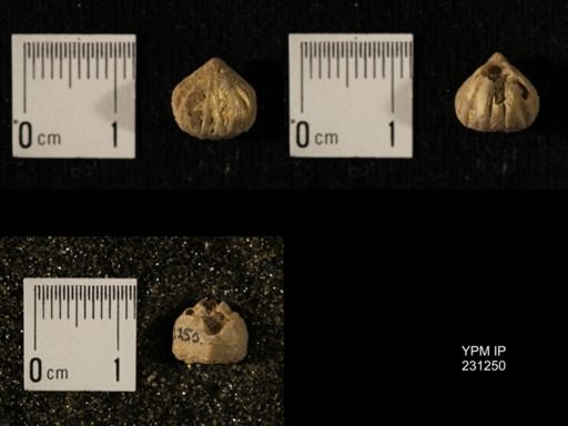 Wellerella osagensis
