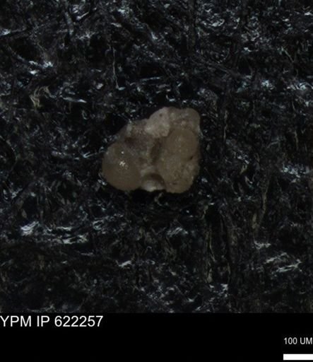 undet. Foraminiferida