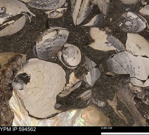 Protocardia sp.