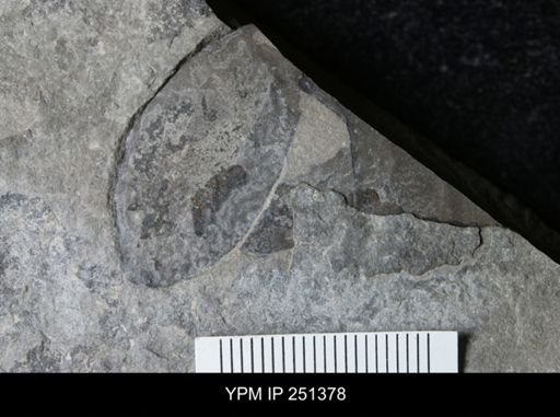undet. Eurypterida