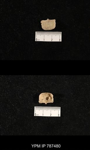 undet. Brachiopoda