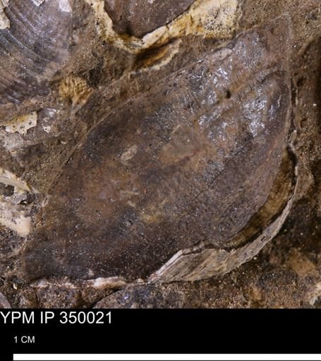 undet. Bivalvia