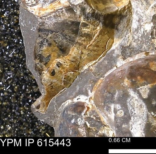 Inoceramus sp.