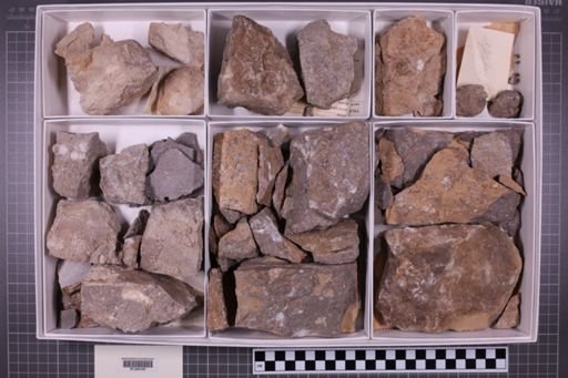 mixed taxa, stratigraphic collection