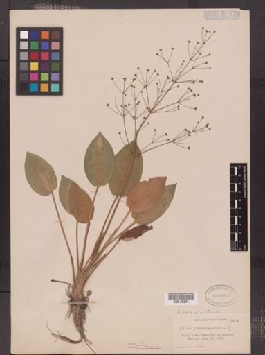 Alisma triviale