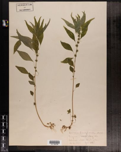 Plantae