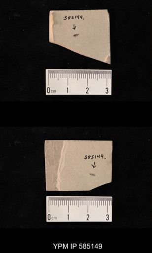 undet. Coleoptera