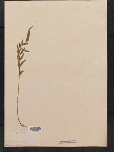Schizoloma
