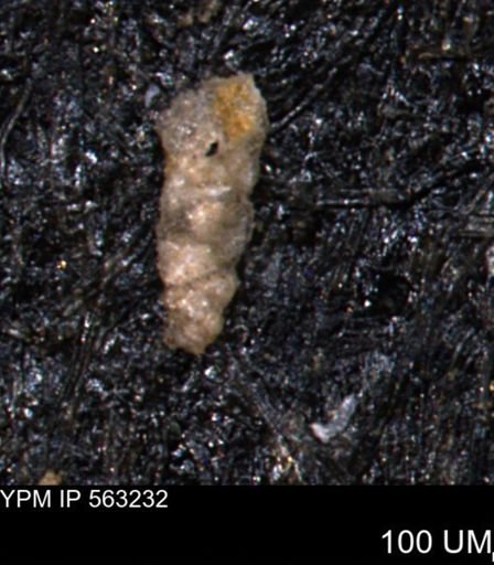 Verneuilinoides hectori
