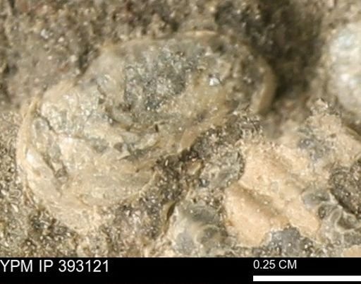 Scaphites sp.