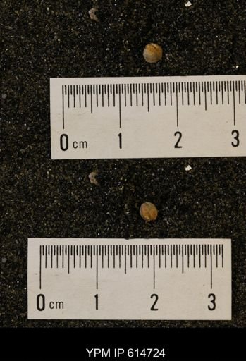 Limopsis striatopunctatus