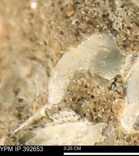 Protocardia subquadrata