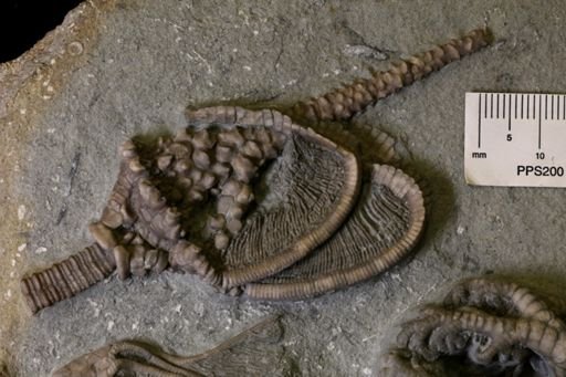 Eretmocrinus sp.