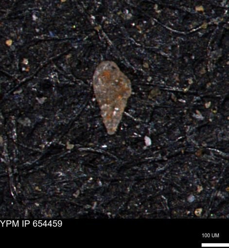 Bimonilina variana