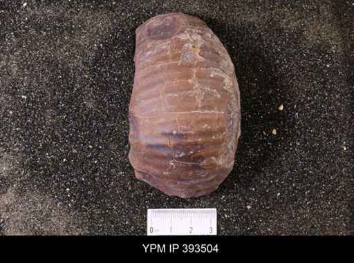 Scaphites sp.