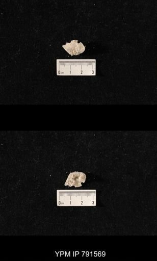 undet. Bryozoa
