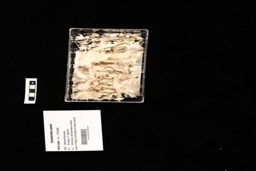 Coryphaenoides rupestris