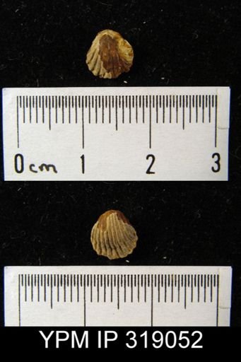 Hustedia mormoni