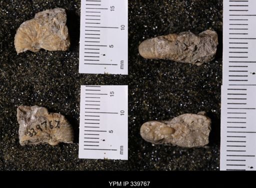 Scaphites whitfieldi