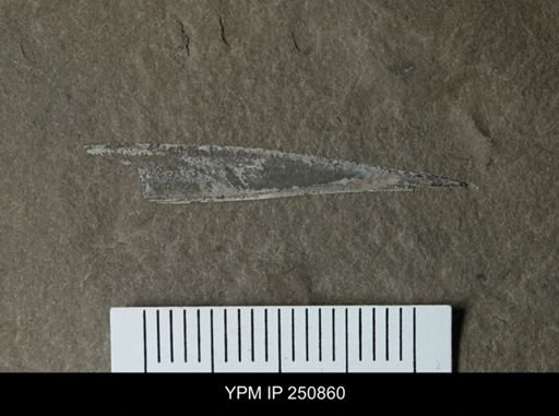 undet. Phyllocarida