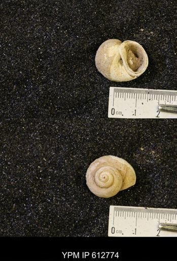 Vanikoropsis sp.