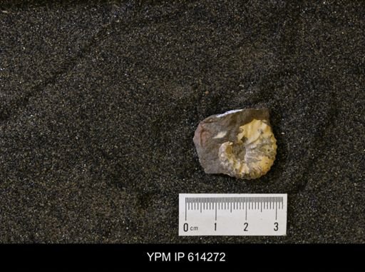 undet. Scaphitidae