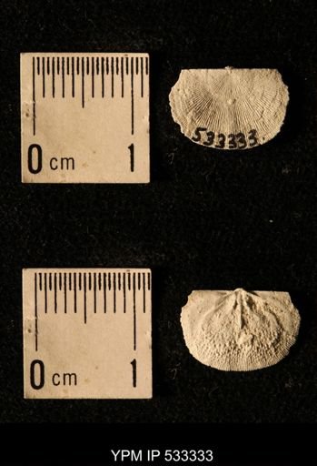 Chonetes illinoisensis