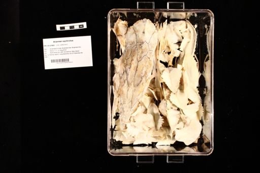 Acipenser oxyrhinchus