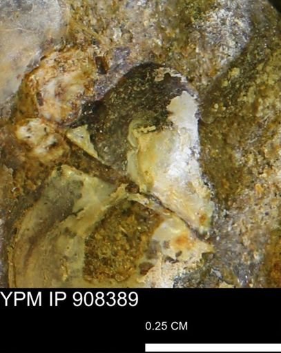undet. Bivalvia
