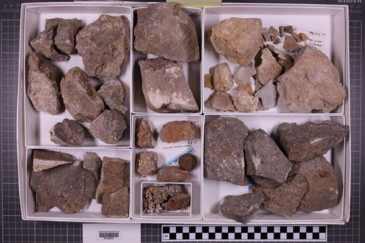 mixed taxa, stratigraphic collection
