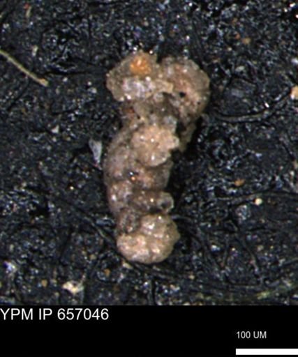 Ammobaculoides whitneyi