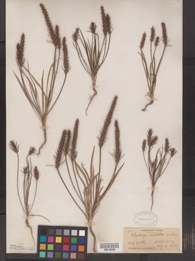 Plantago aristata