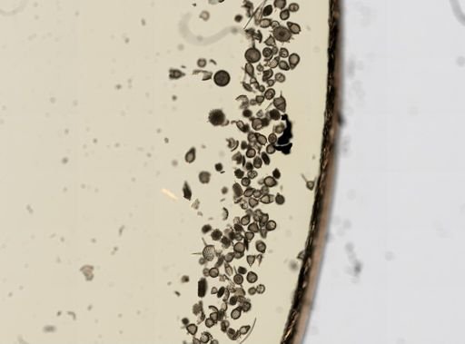 Radiolaria