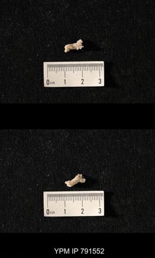 undet. Bryozoa