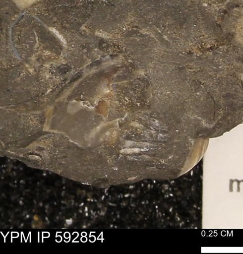 undet. Bivalvia